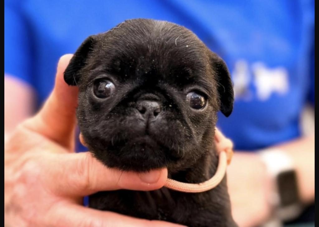 PUG SAFKAN