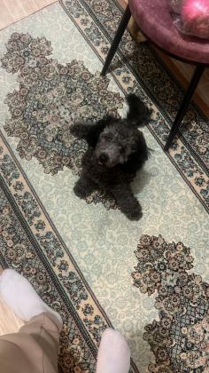 6 AYLIK SİLVER POODLE