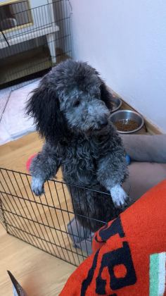 6 AYLIK SİLVER POODLE