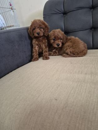 PODUL MALTİPOO KÖPEKLER