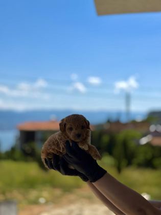 PREMİUM TEDDY FACE BABY POODLE