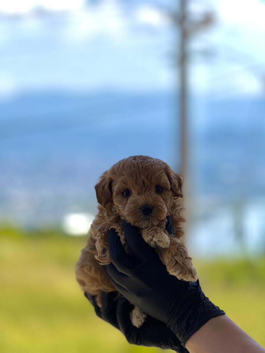 PREMİUM TEDDY FACE BABY POODLE