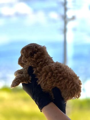 PREMİUM TEDDY FACE BABY POODLE