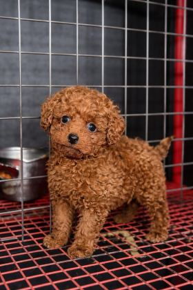 TEACUP POODLE YAVRULARIMIZ YENİ YUVASINA HAZIR