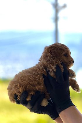 PREMİUM TEDDY FACE BABY POODLE