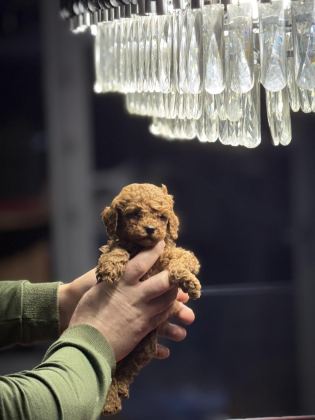 TEACUP POODLE YAVRULARIMIZ YENİ YUVASINA HAZIR
