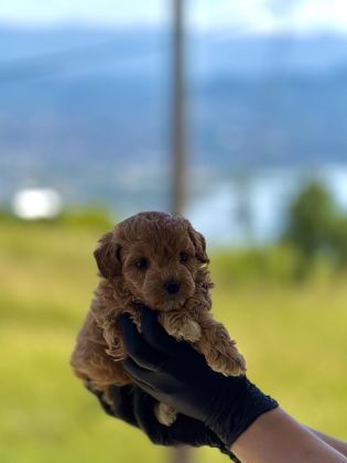 PREMİUM TEDDY FACE BABY POODLE