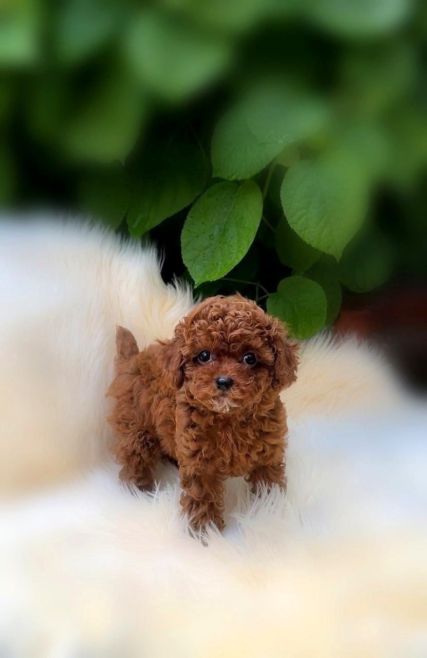 SAFKAN TOY POODLE YAVRULARI
