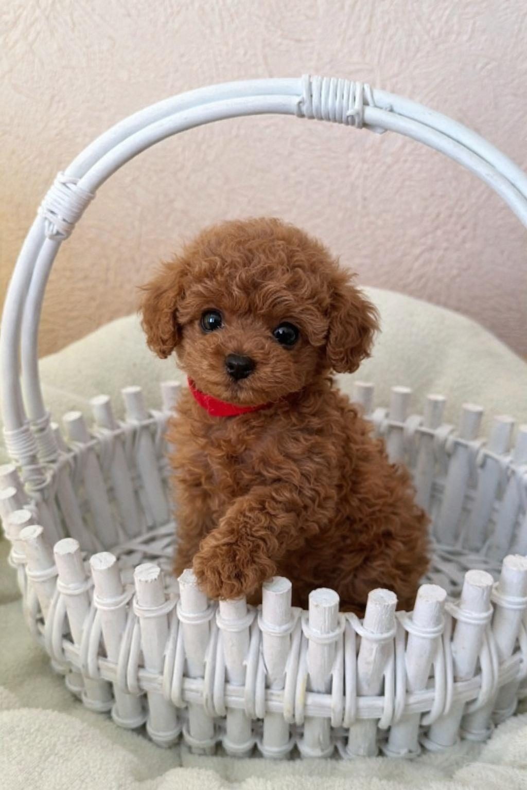TESLİME HAZIR TOY POODLE YAVRULARI