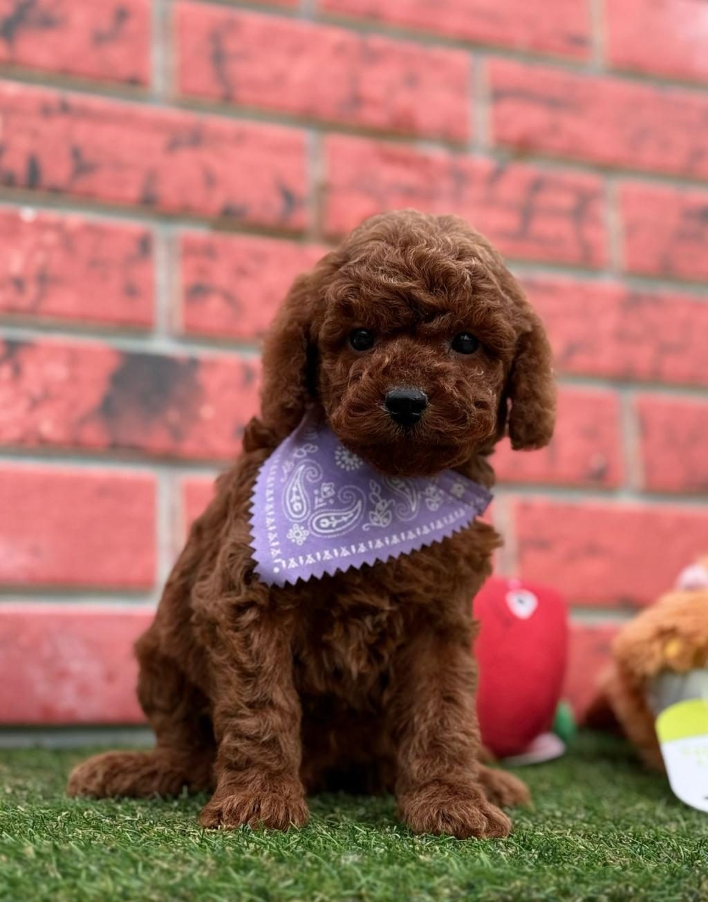 SEVİMLİ TOY POODLE YAVRULARIMIZ