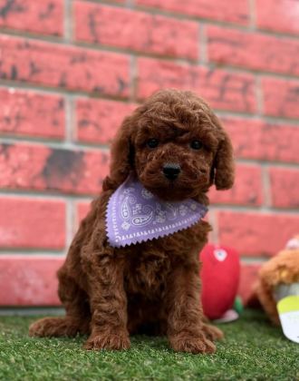 SEVİMLİ TOY POODLE YAVRULARIMIZ
