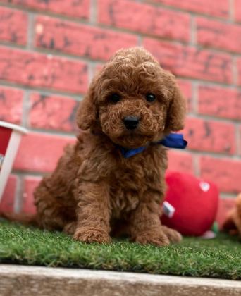 SEVİMLİ TOY POODLE YAVRULARIMIZ