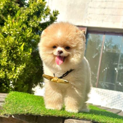 SEVİMLİ POMERANİAN BOO YAVRULARIMIZ