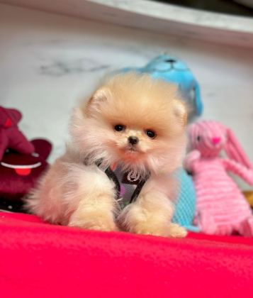 SEVİMLİ POMERANİAN BOO YAVRULARIMIZ