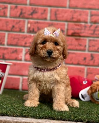 SEVİMLİ TOY POODLE YAVRULARIMIZ
