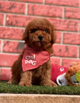 SEVİMLİ TOY POODLE YAVRULARIMIZ
