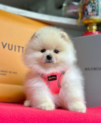 SEVİMLİ POMERANİAN BOO YAVRULARIMIZ