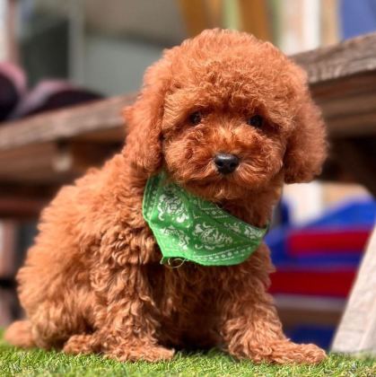 SEVİMLİ TOY POODLE YAVRULARIMIZ