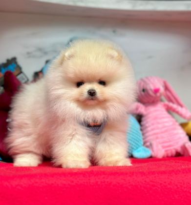 SEVİMLİ POMERANİAN BOO YAVRULARIMIZ