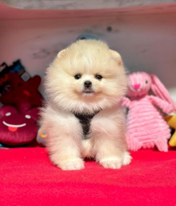 SEVİMLİ POMERANİAN BOO YAVRULARIMIZ