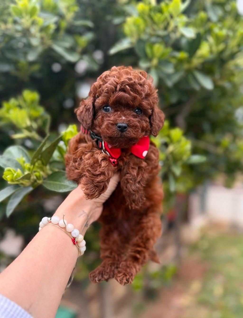 SEVİMLİ TOY POODLE YAVRULARIMIZ