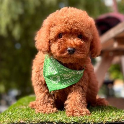 SEVİMLİ TOY POODLE YAVRULARIMIZ