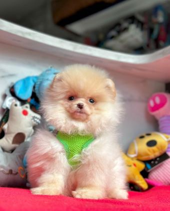 SEVİMLİ POMERANİAN BOO YAVRULARIMIZ