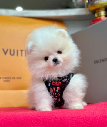 SEVİMLİ POMERANİAN BOO YAVRULARIMIZ