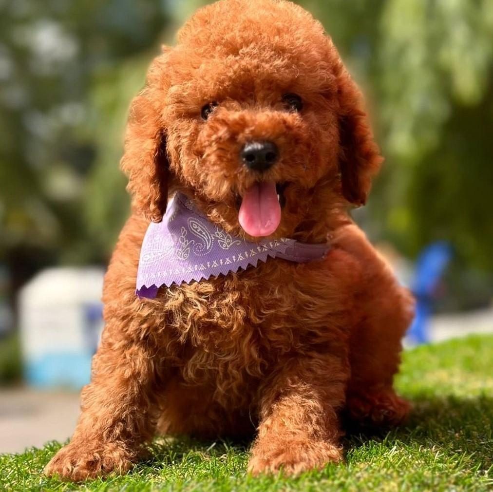 SEVİMLİ TOY POODLE YAVRULARIMIZ