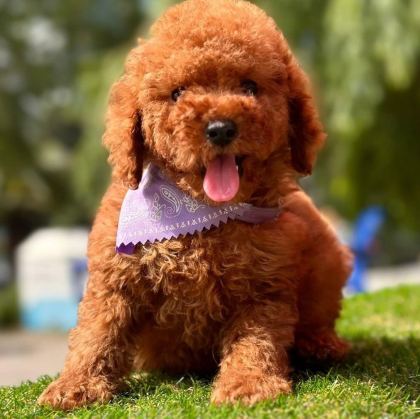 SEVİMLİ TOY POODLE YAVRULARIMIZ
