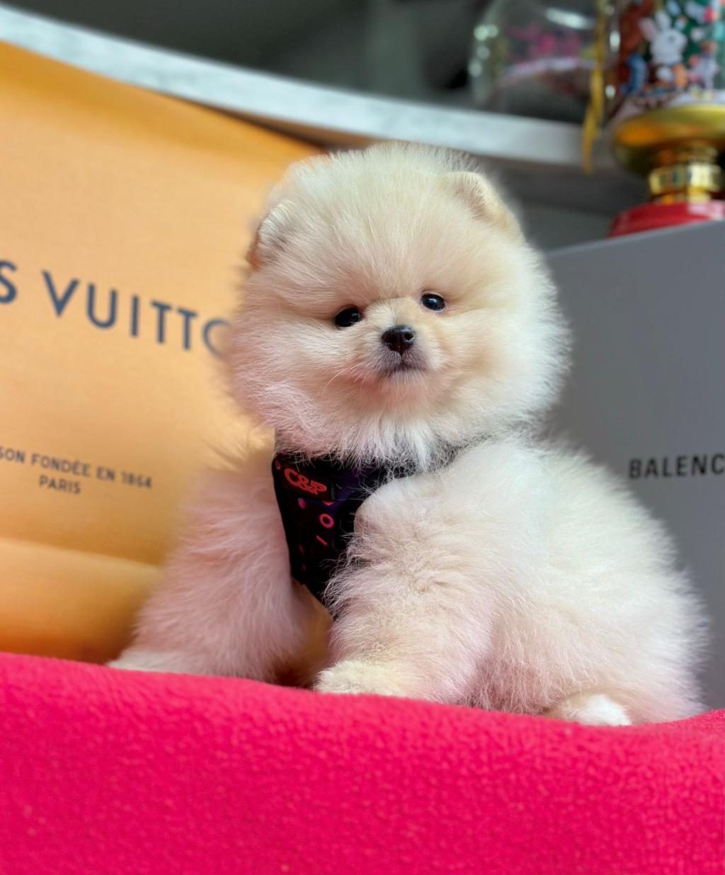 SEVİMLİ POMERANİAN BOO YAVRULARIMIZ