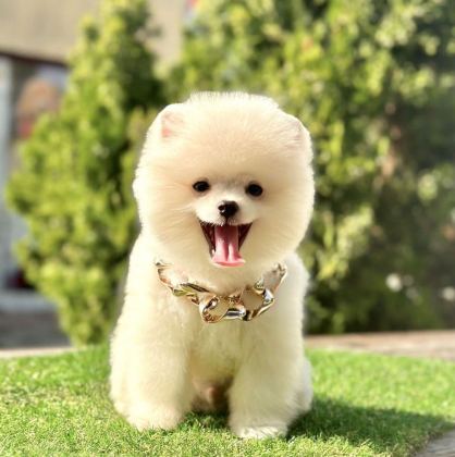 SEVİMLİ POMERANİAN BOO YAVRULARIMIZ
