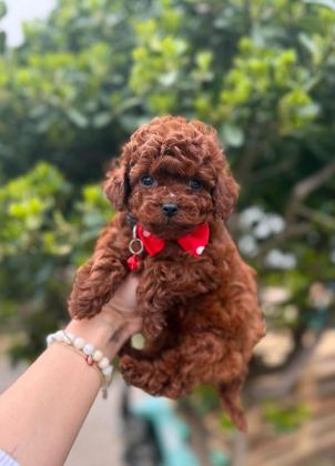 SEVİMLİ TOY POODLE YAVRULARIMIZ