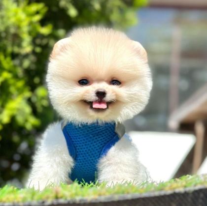 SEVİMLİ POMERANİAN BOO YAVRULARIMIZ