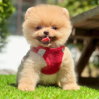 SEVİMLİ POMERANİAN BOO YAVRULARIMIZ