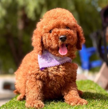 SEVİMLİ TOY POODLE YAVRULARIMIZ
