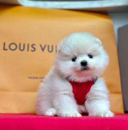 SEVİMLİ POMERANİAN BOO YAVRULARIMIZ