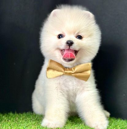 SAFKAN POMERANİAN BOO BEBEKLER