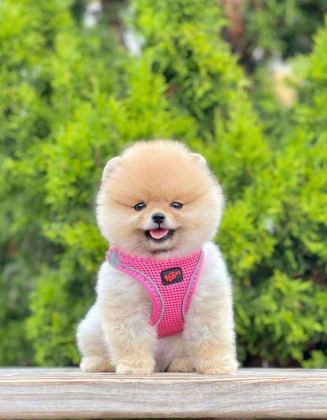 SAFKAN POMERANİAN BOO BEBEKLER