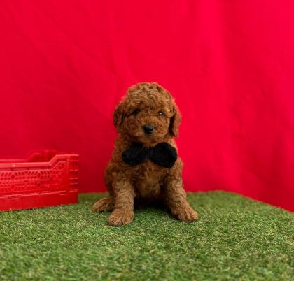 SAFKAN TOY POODLE BEBEKLER