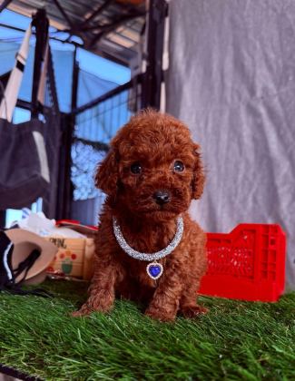 SAFKAN TOY POODLE KÖPEKLER