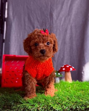 SAFKAN TOY POODLE KÖPEKLER