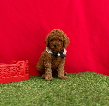 SAFKAN TOY POODLE BEBEKLER