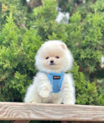 SAFKAN POMERANİAN BOO BEBEKLER