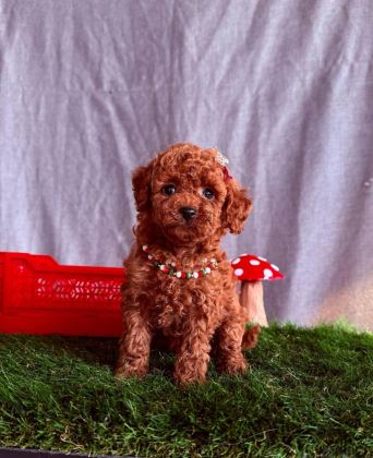 SAFKAN TOY POODLE KÖPEKLER