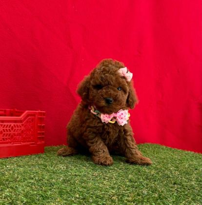 SAFKAN TOY POODLE BEBEKLER