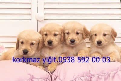 KOCA KAFA GOLDEN RETRİEVER YAVRULARI