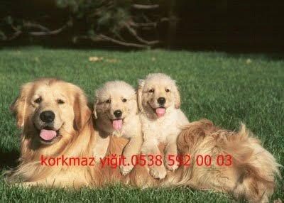 KOCA KAFA GOLDEN RETRİEVER YAVRULARI