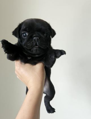 PUG MOPS YAVRULARI