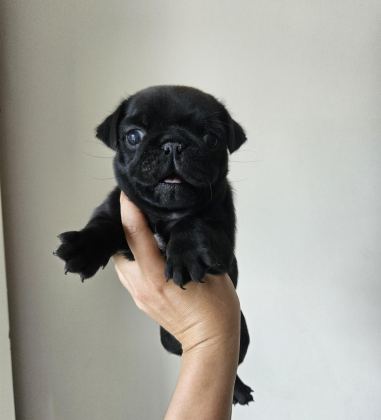 PUG MOPS YAVRULARI